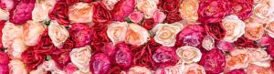 Valentijnsdag planten bloemen