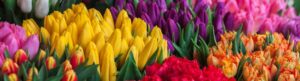 Tulpen klant Trackonline